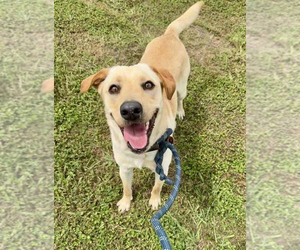 Medium Photo #1 Mutt Puppy For Sale in Abbeville, LA, USA