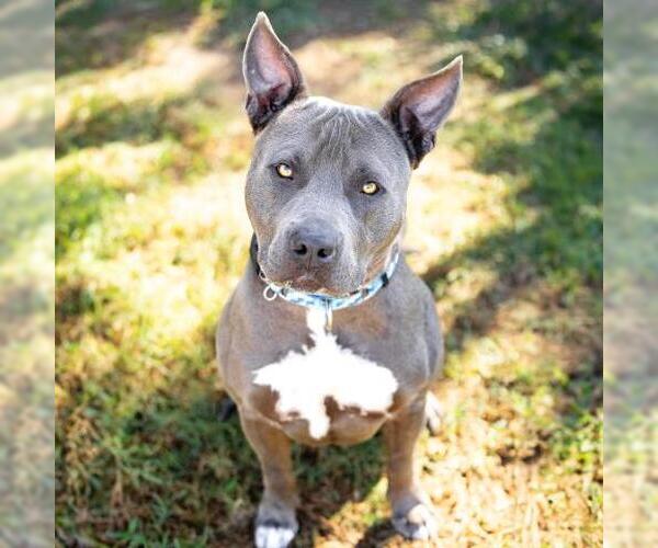 Medium Photo #2 Mutt Puppy For Sale in Camarillo, CA, USA