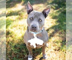 *GRAYSON - Male Mutt Dog for Adoption - Photo #2