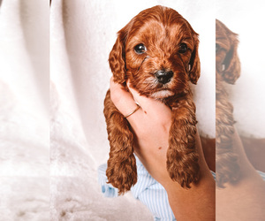 Cavapoo Puppy for sale in PAINESVILLE, OH, USA