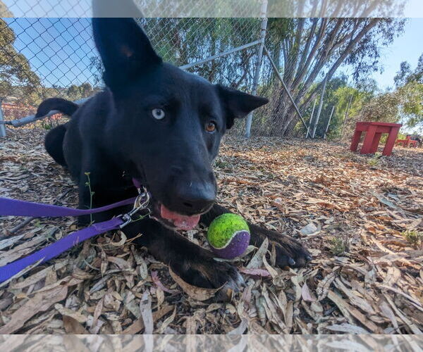 Medium Photo #10 Mutt Puppy For Sale in San Diego, CA, USA