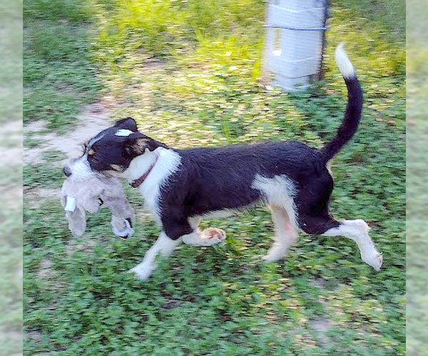 Medium Photo #2 Mutt Puppy For Sale in Camden, SC, USA