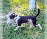 Small #1 Mutt