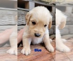Small Photo #30 Golden Retriever Puppy For Sale in CHINO HILLS, CA, USA