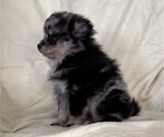 Small #1 Pomeranian