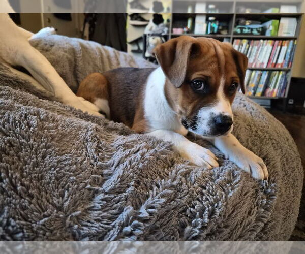 Medium Photo #2 Mutt Puppy For Sale in Springdale, PA, USA