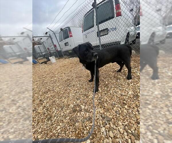 Medium Photo #1 Labrador Retriever-Unknown Mix Puppy For Sale in Forestville, MD, USA