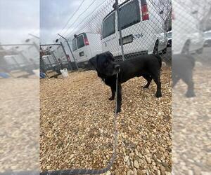 Labrador Retriever-Unknown Mix Dogs for adoption in Forestville, MD, USA