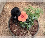 Small #9 Gollie