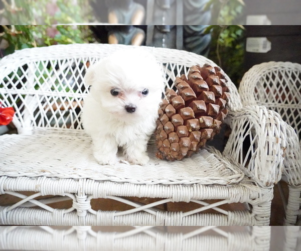 Medium Photo #2 Maltese Puppy For Sale in LOS ANGELES, CA, USA