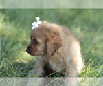 Small #3 Cavapoo