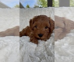 Puppy Alexander Goldendoodle mix (+ Poodle Miniature)