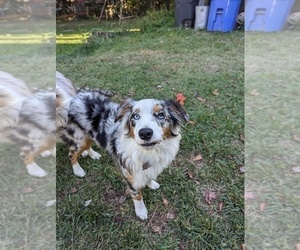 Australian Shepherd Puppy for sale in COLUMBUS, GA, USA