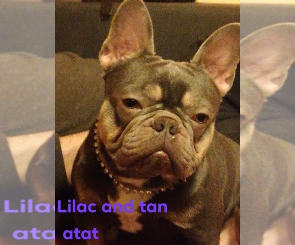 Medium Photo #1 French Bulldog Puppy For Sale in Pilis, Pest, Hungary