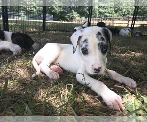 Great Dane Puppy for sale in MONROE, GA, USA