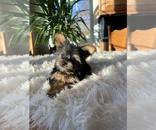 Medium Photo #1 Yorkshire Terrier Puppy For Sale in ELKTON, KY, USA