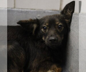 Mutt Dogs for adoption in San Antonio, TX, USA