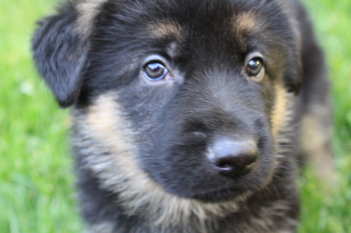 Medium Photo #1 German Shepherd Dog Puppy For Sale in BROWNSBURG, IN, USA