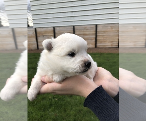 Medium Photo #6 Miniature American Eskimo Puppy For Sale in OREGON CITY, OR, USA