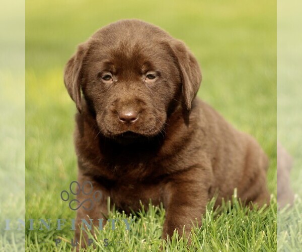 Medium Photo #4 Labrador Retriever Puppy For Sale in RONKS, PA, USA