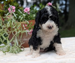 Medium Miniature Bernedoodle