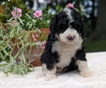 Puppy Lily Miniature Bernedoodle