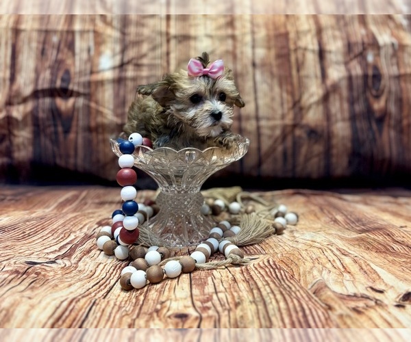 Medium Photo #2 Yo-Chon Puppy For Sale in RIPLEY, MS, USA