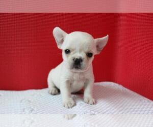 French Bulldog Puppy for sale in CLARKSVILLE, MD, USA