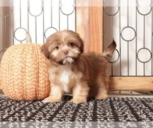 Shih Tzu Puppy for sale in MOUNT VERNON, OH, USA