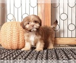 Small Shih Tzu