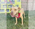 Small #20 American Pit Bull Terrier Mix