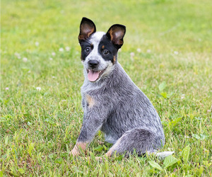 Australian Cattle Dog Puppy for sale in LEAVENWORTH, IN, USA