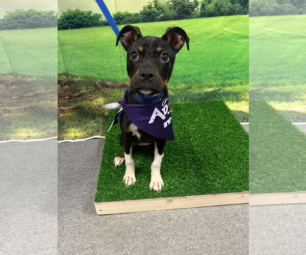 Medium Photo #2 Mutt Puppy For Sale in Euless, TX, USA