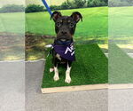 Small #1 Mutt