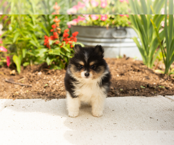Medium Photo #3 Pomeranian Puppy For Sale in NAPPANEE, IN, USA