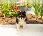 Small #2 Pomeranian