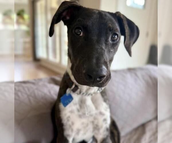 Medium Photo #1 Mutt Puppy For Sale in San Diego, CA, USA