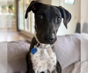 Mutt Dogs for adoption in San Diego, CA, USA