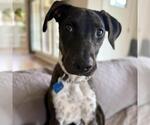 Paw Patrol Pup - Liberty - Female Mutt Dog for Adoption - Small photo