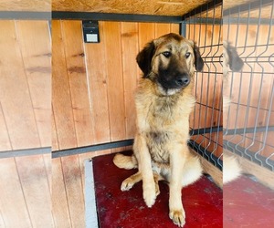 Mutt Dogs for adoption in Rockaway, NJ, USA