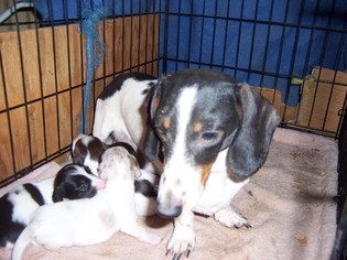 Mother of the Dachshund puppies born on 07/15/2016