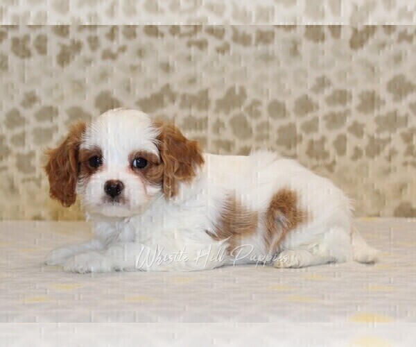 Medium Photo #2 Cavapoo Puppy For Sale in DENVER, PA, USA