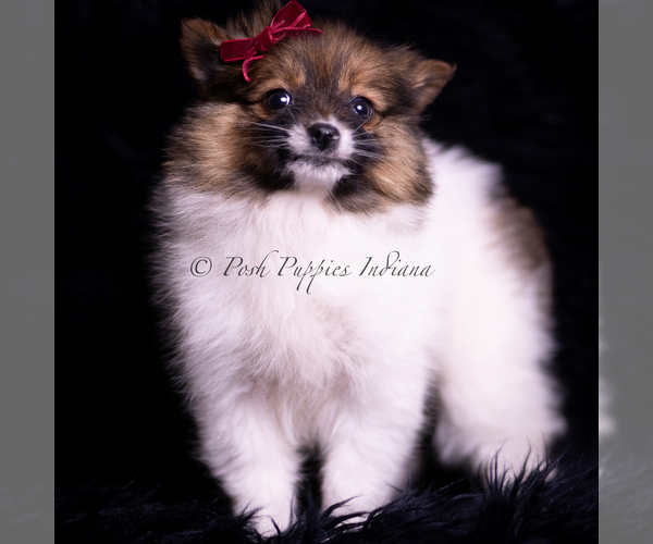 Medium Photo #84 Pomeranian Puppy For Sale in WARSAW, IN, USA