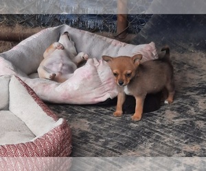 Chihuahua Puppy for sale in LAURINBURG, NC, USA