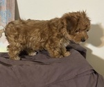 Small #14 Yo-Chon