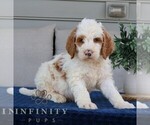 Small Goldendoodle