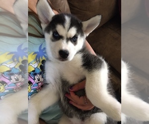 Siberian Husky Puppy for sale in JEFFERSON, NH, USA