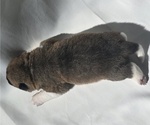 Small Photo #6 Akita Puppy For Sale in STRAFFORD, MO, USA