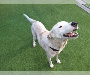 Siberian Husky-Unknown Mix Dogs for adoption in Grand Prairie, TX, USA