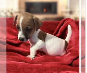 Jack Russell Terrier Puppy for sale in NASHVILLE, NC, USA